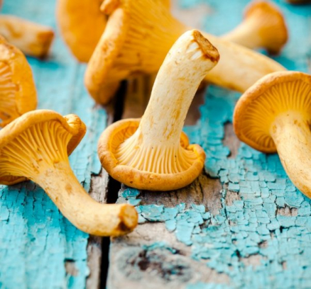 fresh-chanterelle-mushrooms-on-a-wooden-P5YD4CZ@2x